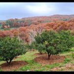 خانه ویلایی در جاده ساری قائم شهر