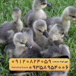 🐣🐣🐣 *جوجه غاز گوشتی*🐣🐣🐣