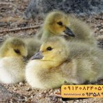 🐣🐣🐣 *جوجه غاز گوشتی*🐣🐣🐣