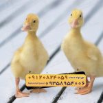 🐣🐣🐣 *جوجه اُردک گوشتی*🐣🐣🐣
