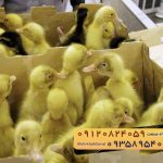 🐣🐣🐣 *جوجه اُردک گوشتی*🐣🐣🐣