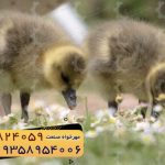 🐣🐣🐣 *جوجه غاز گوشتی*🐣🐣🐣