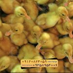 🐣🐣🐣 *جوجه اُردک گوشتی*🐣🐣🐣